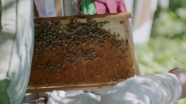 취미가 방어적인 비키퍼는 그들의 정원에 Hives를 올렸습니다 양봉가들은 벌집에서 벌집을 — 비디오