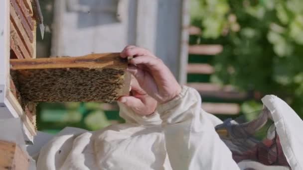 Pszczelarz Białej Odzieży Ochronnej Wydobywający Naturalny Miód Pszczół Dla Naturalnych — Wideo stockowe