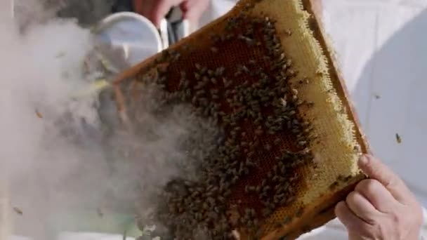 Κοντινή Εικόνα Οξιάς Φυσικό Μέλι Και Γεμάτη Μέλισσες Που Γεννούν — Αρχείο Βίντεο