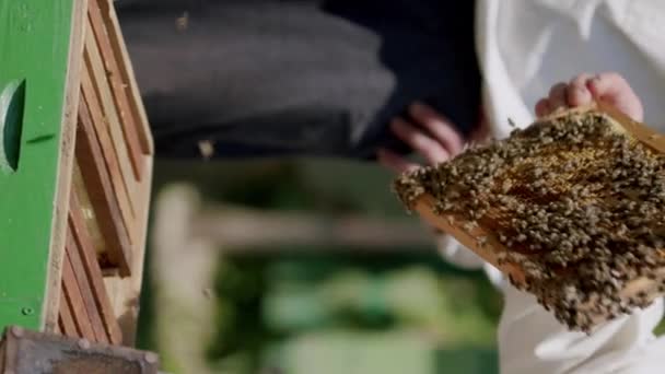 취미로 양봉에 사업을 Beekeepers의 아버지와 아들은 하이브에서 벌꿀을 추출하는 비즈니스 — 비디오