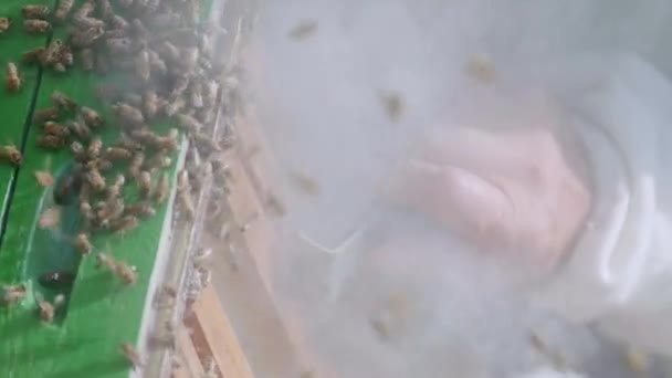 蜂房的特写镜头和穿着白色防护服的男性养蜂人 用烟雾弹使蜂房中的蜜蜂平静下来 并使用去除蜂窝的工具 故事的垂直视频 — 图库视频影像