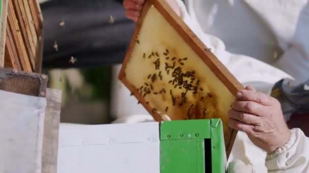 Tvář Včelaře Bílém Ochranném Obleku Asistentem Boku Který Odstraňuje Plástve — Stock video