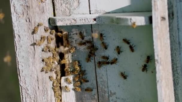 クローズアップショット いくつかの蜂蜜の隣に ハチの多くは混沌と激しく飛んでいる 養蜂のコンセプト 養蜂の趣味 ハチのためのソウルフルな仕事 小さな養蜂ビジネス ストーリーのための垂直ビデオ — ストック動画