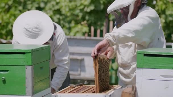 身着防护服的养蜂人勤勤恳恳地工作 从盒子里取出蜂箱 蜂窝产蜜的关键健康饮食小心处理蜂窝确保蜂蜜的安全品质和口感 — 图库视频影像