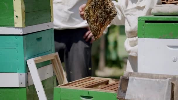 Manipulace Včelími Úly Včelaři Předvádějí Složitý Proces Získávání Medu Včelích — Stock video