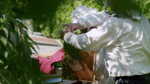 クローズアップを収穫する養蜂家保護スーツ 蜂蜜の収穫によって養蜂家は有機食品の生産に貢献し 蜂蜜の収穫からの栄養価の高いおいしい増強剤の役割を果たします — ストック動画