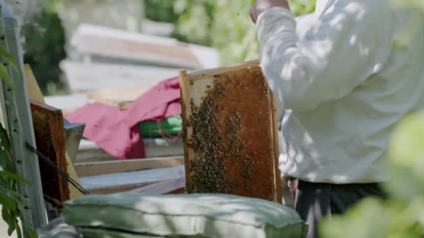 养蜂人将蜂箱中的蜂箱从蜂蜜采集过程中取出 蜂窝授粉天然生产营养蜂蜜养蜂人蜂窝授粉创造美味有机蜂蜜 — 图库视频影像