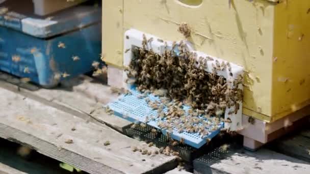 Bal Peteği Çerçevesindeki Arılar Hareketli Kovan Içinde Vızıldıyor Arı Kovanından — Stok video