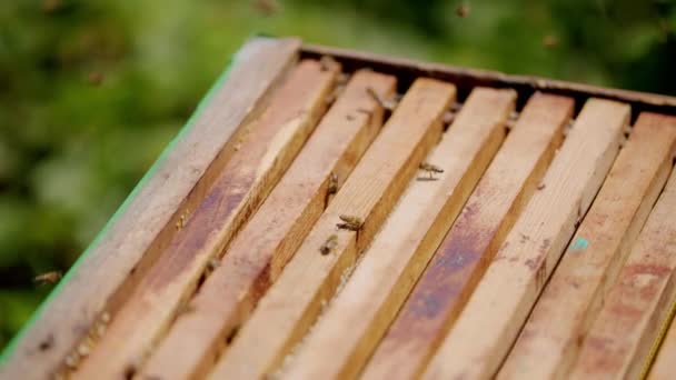 Roj Včel Bzučí Rušným Kolektivním Bzučením Které Rozléhá Vzduchem Roj — Stock video