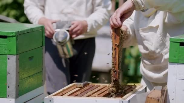Zwei Imker Schutzanzügen Sammeln Akribisch Honig Aus Dem Bienenstock Mit — Stockvideo