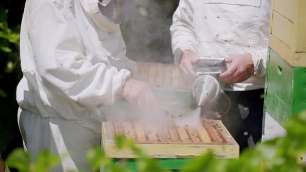 ハチミツからハチミツを収穫する自然養蜂家と調和して働きます 蜂蜜の高品質な製品を収穫するための慎重で精密な方法 — ストック動画