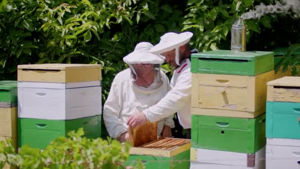 Ανάμεσα Μέλισσες Δύο Μελισσοκόμους Προστατευτικές Στολές Εξάγουν Μέλι Από Κυψέλη — Αρχείο Βίντεο