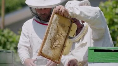 Arı yetiştiricilerinin özel kıyafetleri dikkatlice taraktan bal topluyor. Apiary geleneği yetenekli arı yetiştiriciliği doğayla uyum içinde çalışarak bal olarak bilinen altın iksiri üretir.