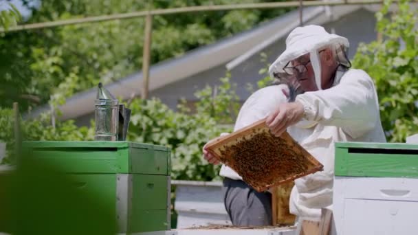 Люди Бджолярів Захисників Працюють Пасіці Збираючи Мед Вироблених Медоносних Компотів — стокове відео