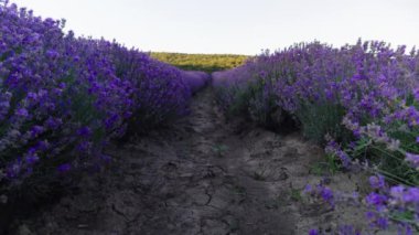 Düz sıra açan lavanta çiçeği çalıları. Lavanta tarlası. Turistler için lavanta çiçekleri ve lavanta yağlı organik ve ekolojik ürün üreticileri için iş