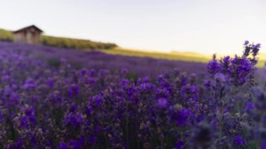 Çiçek açan lavanta çalılarının arasında yavaş çekim. Lavanta tarlası. Turistler için lavanta çiçekleri ve lavanta yağlı organik ve ekolojik ürün üreticileri için iş