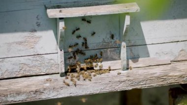 Büyük arılar arı kovanının ahşap duvarlarında otururlar. İnşaat, böceklerin ve bal durumunu izleyebilecekleri bir yer olarak hizmet veriyor