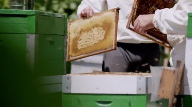 Uzmanlar boş bal petekleriyle çerçeveyi kovana geri koydular. Arıcılar bal üretiminin bir sonraki aşaması için arıların evlerinin yapısını restore ediyorlar
