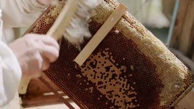 Üniformalı ve eldivenli arı yetiştiricisi bal peteğini dikkatlice temizler. Fırça uzmanı, yapıları çıkarıcıya yerleştirmek için delikler hazırlar