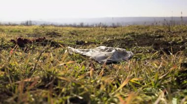 Baharda yeşil çimlerin olduğu bir tarladan manzara ve rüzgar tarafından doğaya getirilen insanların attığı plastik. Bahar çimlerinin üzerinde duran plastik torba. Sorumsuz insanlar tarafından doğanın kirliliği