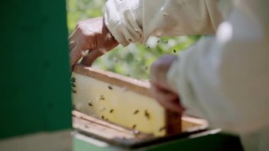 Adam arı kolonisinin durumunu incelemek için kovandan çerçeveyi çıkarıyor. Takım elbiseli arı yetiştiricisi daha fazla madde çıkarmak için bal peteğini analiz eder.