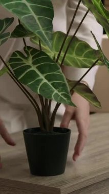 İş yerindeki ofis masasından kişisel eşyalarını büyük bir karton kutuya koyan kadının yakın plan görüntüsü. Çalışan, kapalı alan çiçeğini alır ve şirket iflası nedeniyle şu anki işini bırakır.