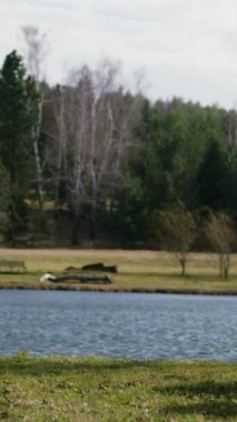 Yavrusuyla birlikte göl kenarındaki bir bebek arabasında yürüyen mutlu bir annenin yavaş çekim görüntüsü. Havalı bir kadın çocuğuyla parkta rüzgârda vakit geçirip anneliğin tadını çıkarıyor.