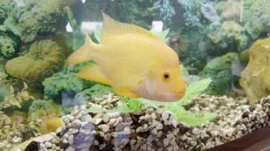 Sarı balık akvaryumdaki çakıl taşlarının yanında yüzer. Dekoratif bitkiler tankın içini çevreleyen yumuşak ışık altında şeffaf camlardan yansıyor.