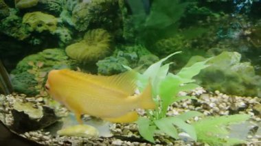 Severus cichlid cam tankın merkezindeki ışık yapraklarının yanında yüzer. Işık akvaryuma çarpar ve yüzen bedenin altında gölgeli noktalar oluşturur.