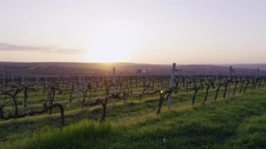 Geniş üzüm bağı manzarası, altın gökyüzünün altında sıralanmış üzümleri gösteriyor. Gün batımı yumuşak gölgeler ve yumuşak sıcak ışıkla kıvrımlı araziyi aydınlatır.