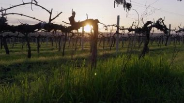 Güneş ışığı filtreleri üzüm bağı gövdelerinin arasından çimlerin üzerine uzamış gölgeler bırakıyor. Ahşap sarmaşıklar boyunca uzanan sarmaşıklar.
