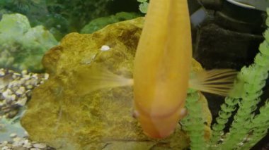 Sarı balık akvaryumda deniz taşının yanında dikey olarak yüzer. Canlı su bitkileri çakıl taşları ve temiz cam tank duvarlarının yanında durur.