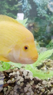 Geniş üzüm bağı manzarası, altın gökyüzünün altında sıralanmış üzümleri gösteriyor. Gün batımı yumuşak gölgeler ve yumuşak sıcak ışıkla kıvrımlı araziyi aydınlatır.