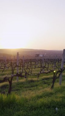 Güneş ışığı filtreleri üzüm bağı gövdelerinin arasından çimlerin üzerine uzamış gölgeler bırakıyor. Ahşap sarmaşıklar boyunca uzanan sarmaşıklar.