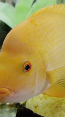 Tropikal sarı balık büyük akvaryumda zarifçe yüzer. Bereketli yeşil bitkiler ve pürüzsüz beyaz çakıl yatağı sualtı manzarası oluşturur.