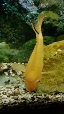 Sarı balık akvaryumda deniz taşının yanında dikey olarak yüzer. Canlı su bitkileri çakıl taşları ve temiz cam tank duvarlarının yanında durur.