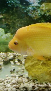 Tropikal altın balık yeşil su bitkisi ve deniz akvaryumu taşından yüzer. Çakıl taşları temiz tank camlarında yansıma ile dipte yatar.