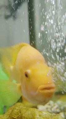 Meraklı sarı balık, büyük akvaryumdaki hava kompresörüne yakından bakar. Akvaryumun cam duvarında tropikal sualtı hayvanının komik yüzü