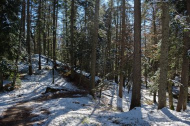 Kışın yakalanan bu sakin orman yolu Mittenwald, Bavyera 'da yerde taze bir kar örtüsünü ortaya çıkarıyor. Uzun ağaçlar, karlı arazinin huzurlu atmosferine katkı sağlar..