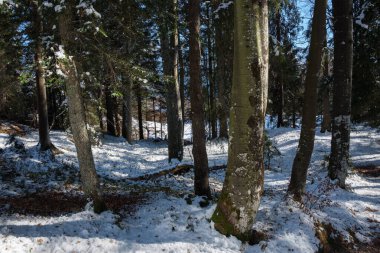 Mittenwald, Bavyera 'daki ormanı kaplayan kar, huzurlu bir kış manzarası yaratıyor. Uzun ağaçlar beyazlığın ortasında yükselir, sakin, güneşli yolların keşfine davet edilir..