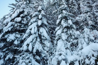 Karla kaplı çam ağaçları, Tagernsee 'nin canlı kış manzarasında dimdik ayakta duruyor ve soğuk hava sırasında Almanya' nın Bavyera kentinin dingin güzelliğini gözler önüne seriyor..