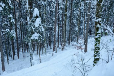 Sakin bir kış manzarasında Tagernsee, Bavyera yakınlarında karla kaplı bir orman sergileniyor. Uzun ağaçlar beyaz karla örtülmüş, doğa meraklıları için mükemmel sakin bir atmosfer yaratıyorlar..