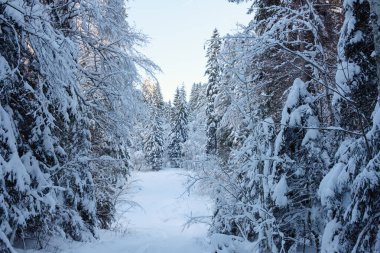 Bavyera 'nın Tagernsee bölgesinde karla kaplı ağaçlar hakim. Huzurlu kış manzarası, ziyaretçileri soğuk çamlar arasındaki sakin ve pitoresk ortamı keşfetmeye davet ediyor..