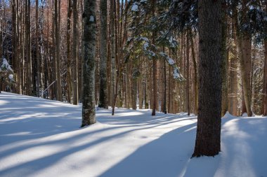 Almanya 'nın Bavyera kentindeki Tagernsee' de sakin bir kış manzarası, taze karla kaplanmış uzun ağaçlar içeriyor. Güneş ışığı yumuşak gölgeler bırakıyor, sahnenin huzurunu vurguluyor.