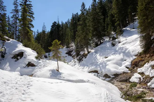 Kar, Garmisch-Partenkirchen ormanlarını kaplıyor. Kışın doğal güzelliğini aydınlatıyor. Ağaçlar, Bavyera 'da huzurlu bir kaçış sunan, beyaz manzaranın ortasında dimdik dururlar..