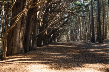 Moss Beach, Kaliforniya 'daki Fitzgerald Deniz Rezervi' nde selvi ağaçları.