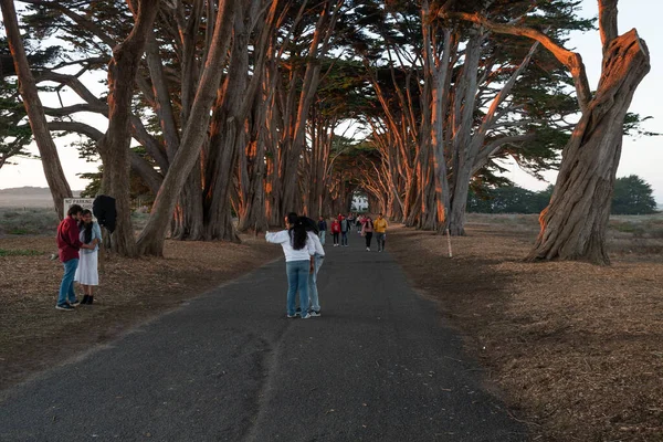 November 2022 Point Reyes California Tourists Enjoy Cypress Tree Tunnel — Stock Photo, Image