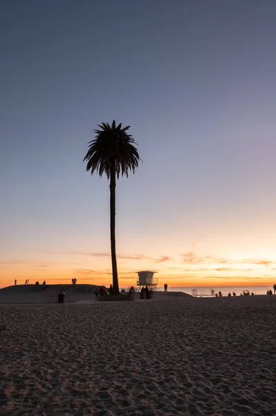 Işığı Sahili Encinitas California Palmiye Ağaçlarının Silueti Gün Batımında Sahile — Stok fotoğraf