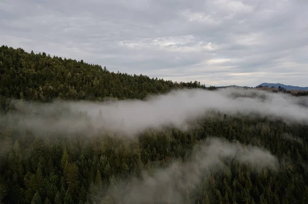Scattered fog above Douglas fir tree forest in the Pacific Northwest