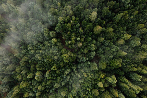 Aerial view of fog over dark pine forest trees. Top down drone view. 